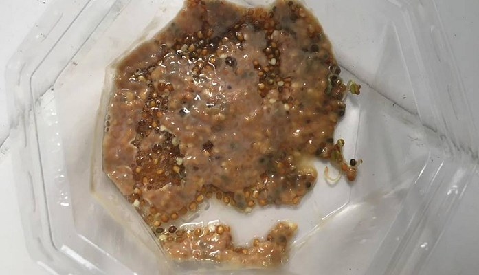発芽に失敗したスプラウトのタネ