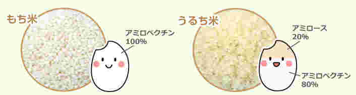 もち米とうるち米の違い
