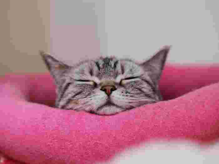 ぐっすり眠る猫