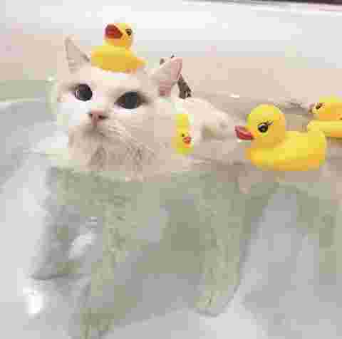 湯船につかる猫