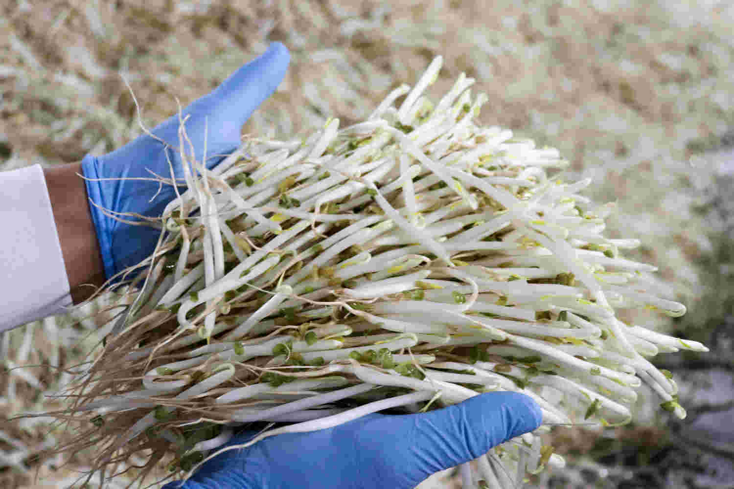 大量生産される緑豆もやし