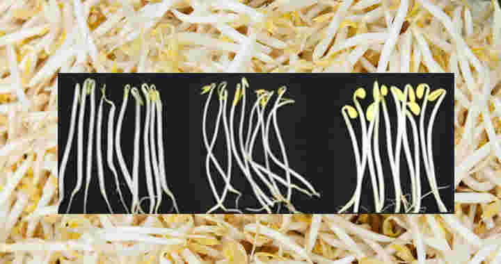 左から緑豆もやし、ブラックマッペもやし、大豆もやし