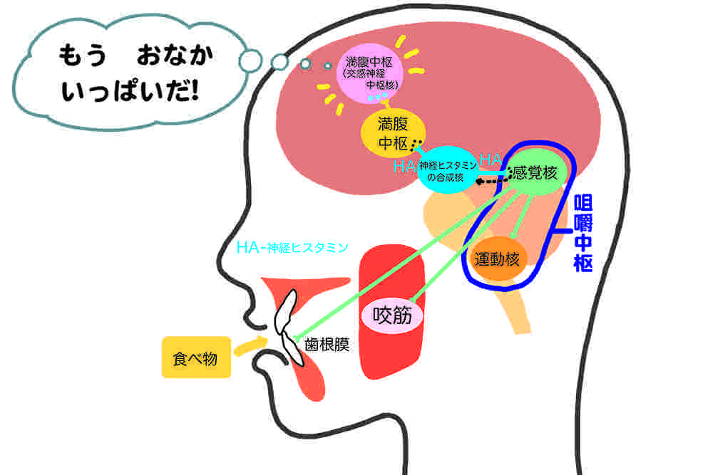 咀嚼が満腹中枢を刺激する仕組み