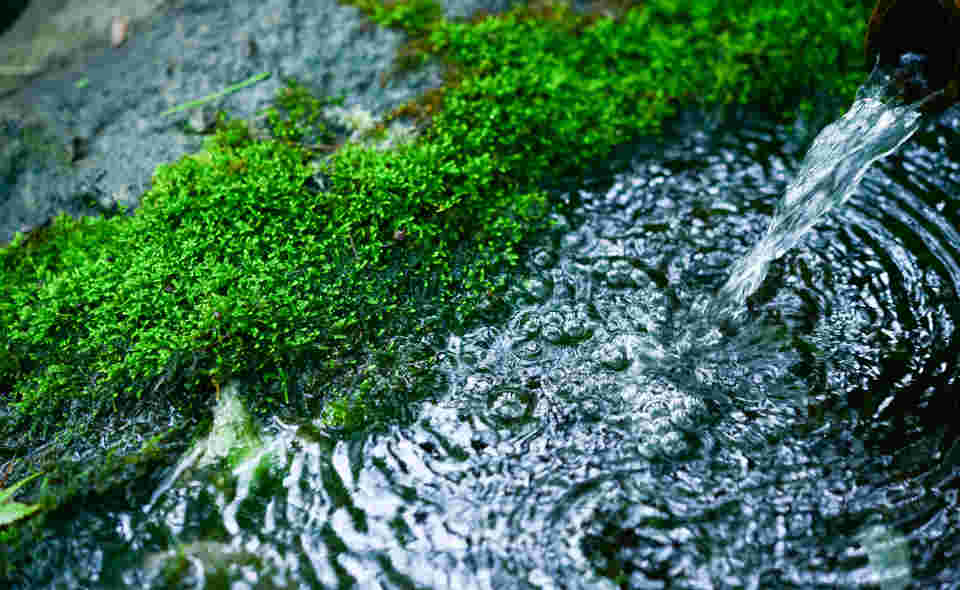 きれいな湧き水の様子