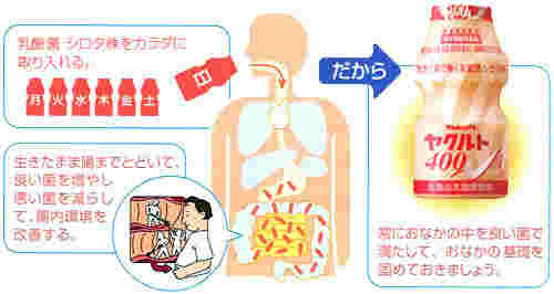 ヤクルトを飲むとお腹の中でどのように働くかの解説図
