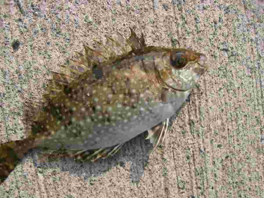 漁獲されたアイゴの様子