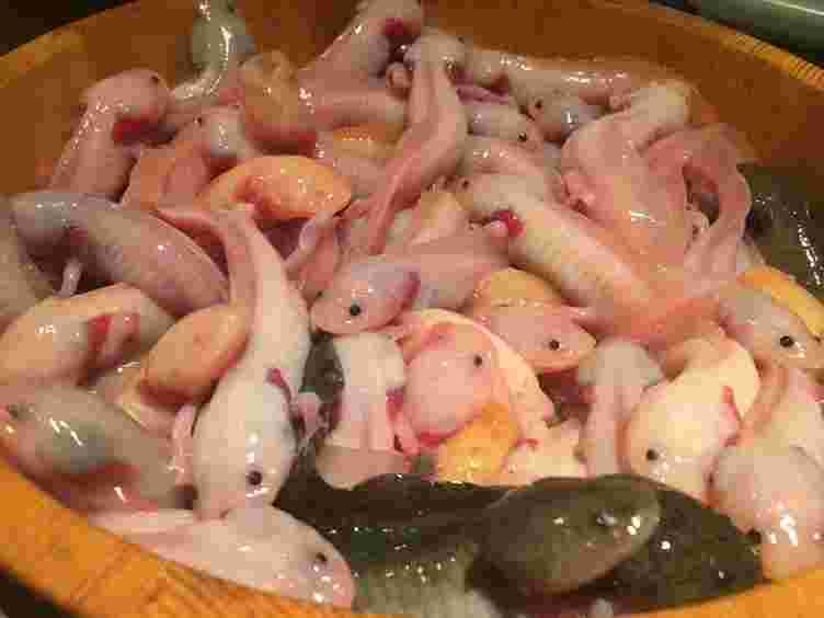 食用ウーパールーパー