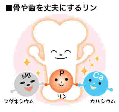 骨と栄養素3つのイラスト