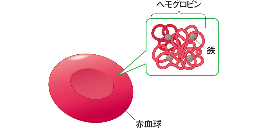 ヘモグロビンと鉄分の関係のイラスト