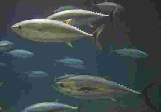 マグロが泳いでいる画像
