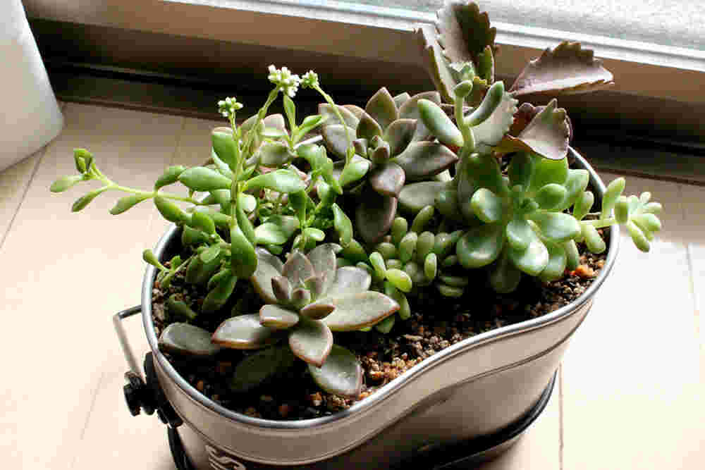 飯盒をプランターにして多肉植物を植える