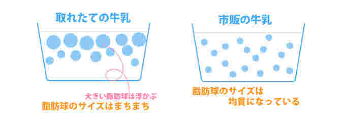 脂肪球の大きさイラスト