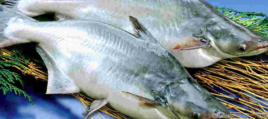 巨大な淡水魚であるバサの様子