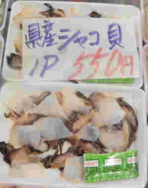 食用シャコ貝