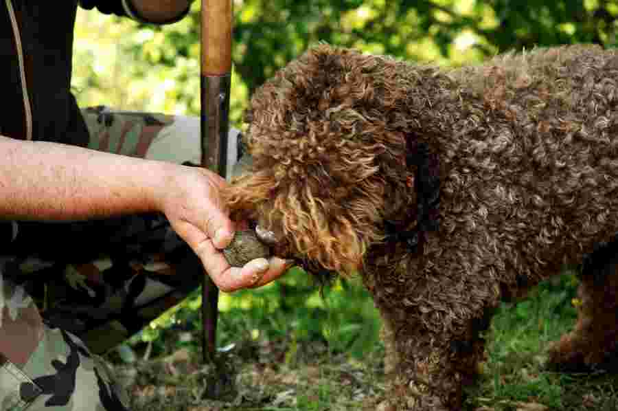 トリュフの匂いを嗅ぐ犬