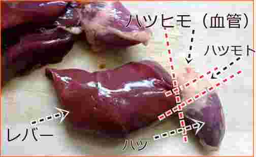 ハツのまわりの部位の名称