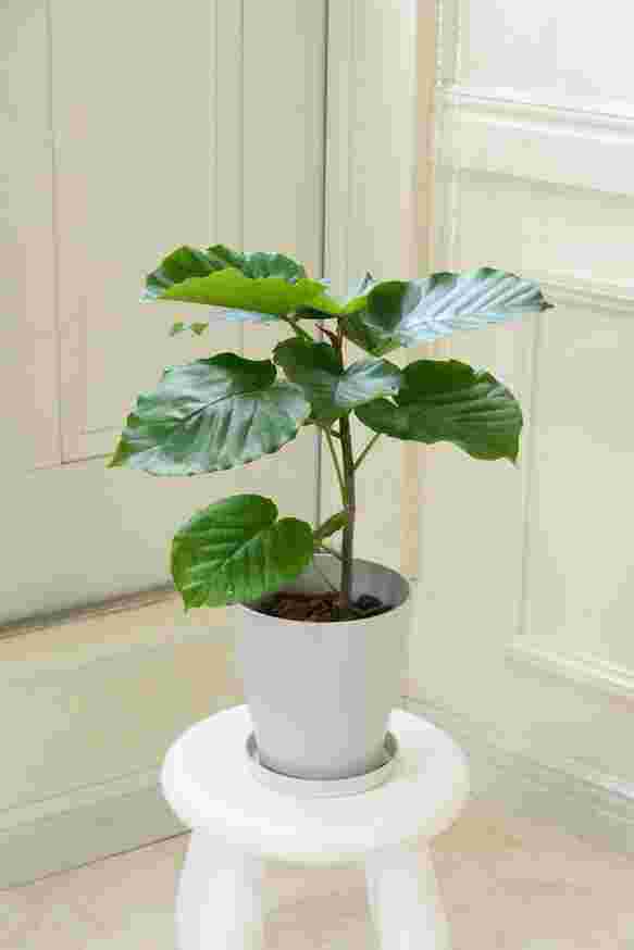 観葉植物
