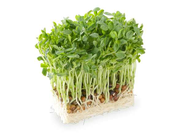根っこがついたままの豆苗1ブロック