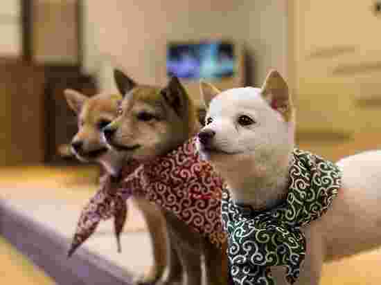 原宿乃フクロウの森と豆柴カフェの柴犬3匹