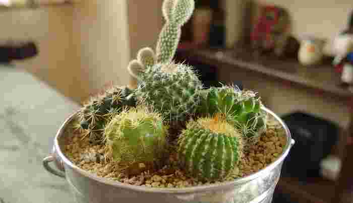 ミニサボテンの寄せ植え