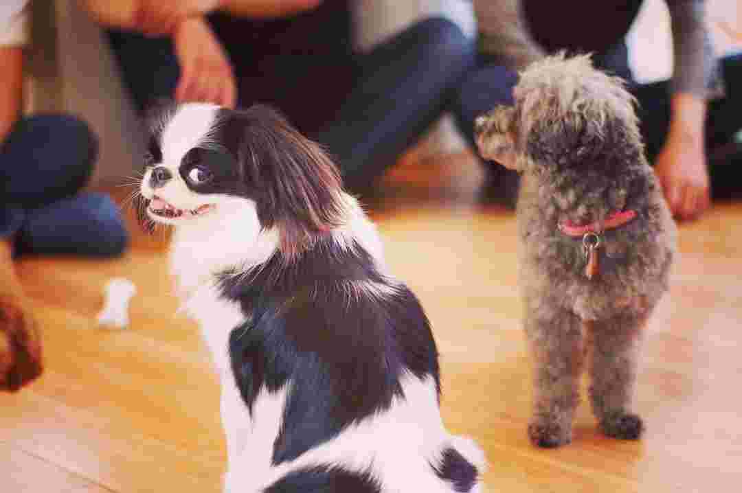 DOGHEARTfromアクアマリンの犬2匹