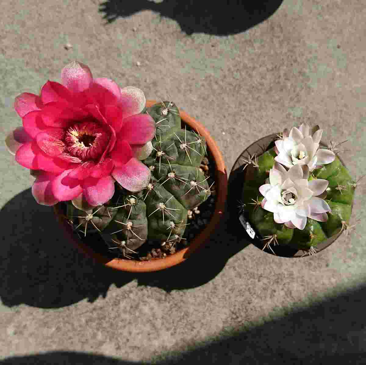 花の咲いたギムノカリキウム