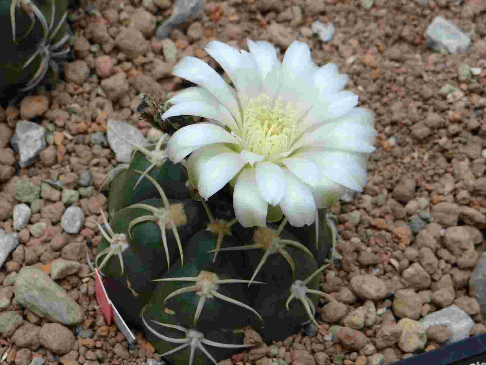 花の咲いた海王丸