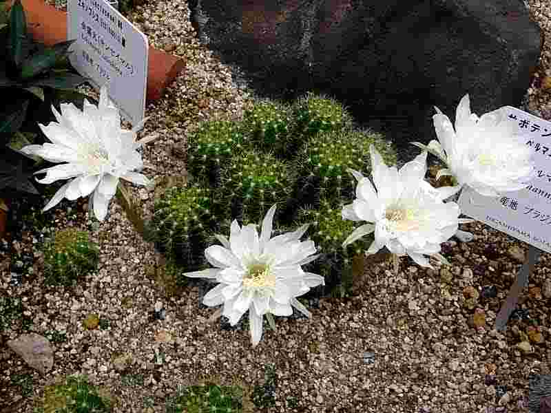 花の咲いたキンセイマル