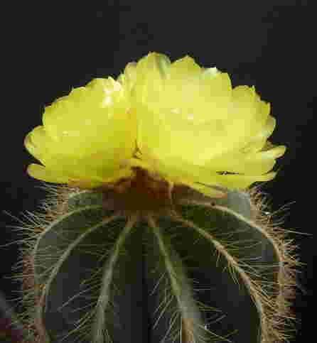 花の咲いたマグニフィクス