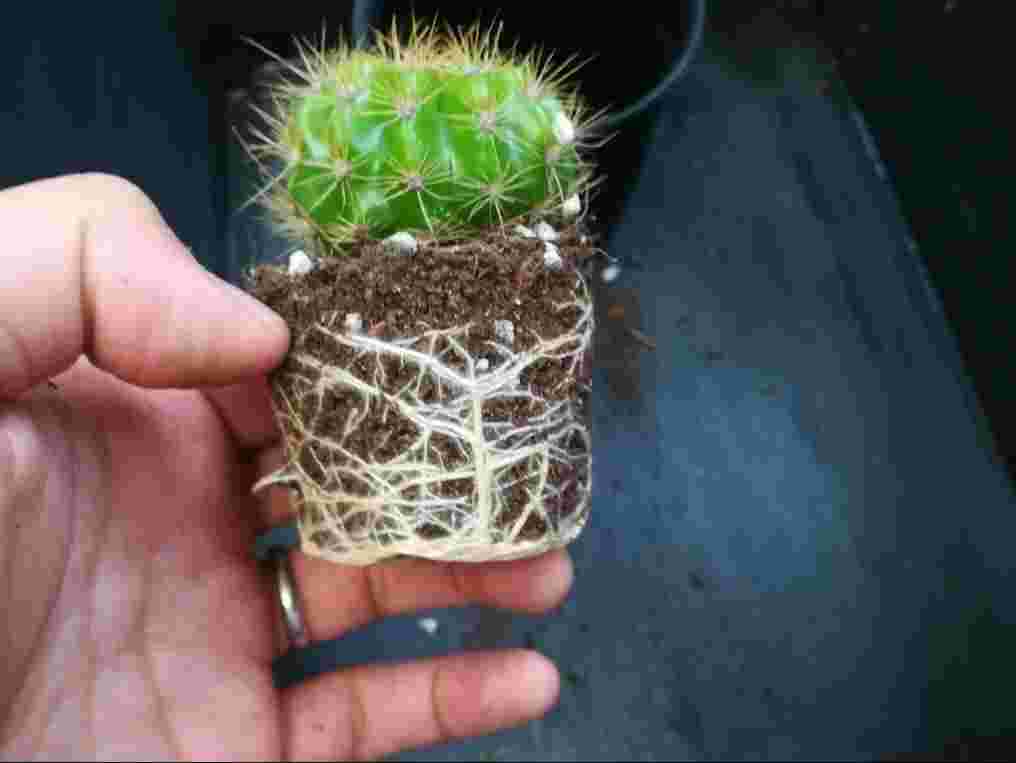 サボテンの植え替え