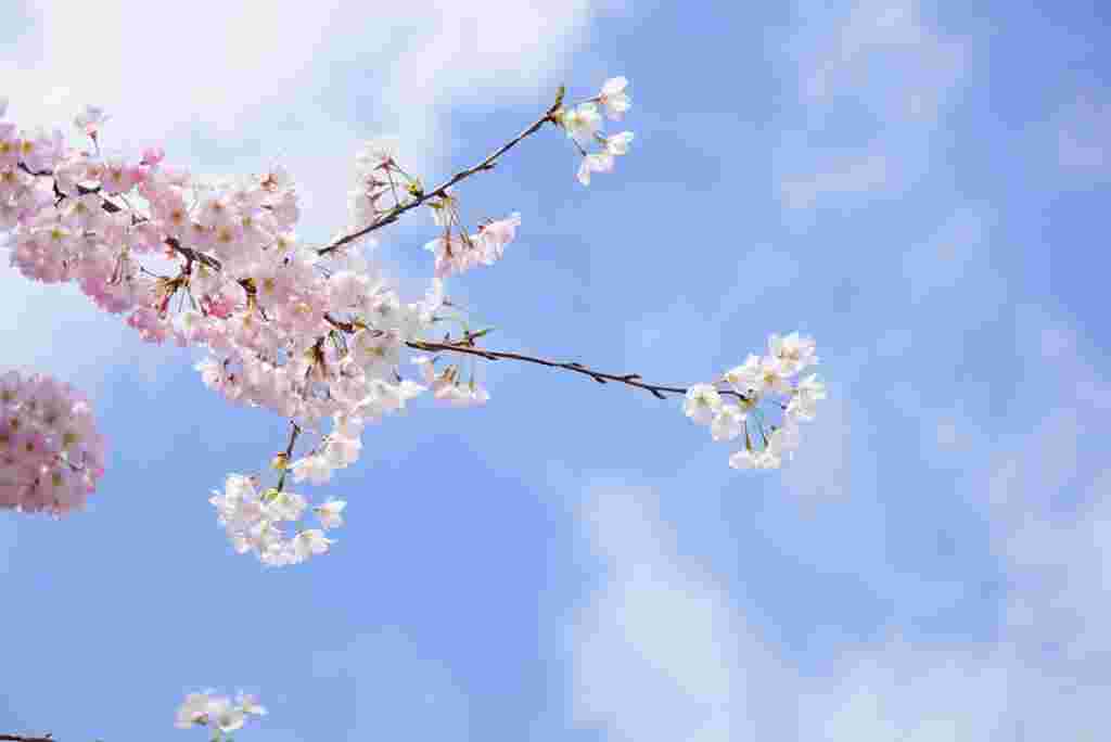 満開の桜の枝