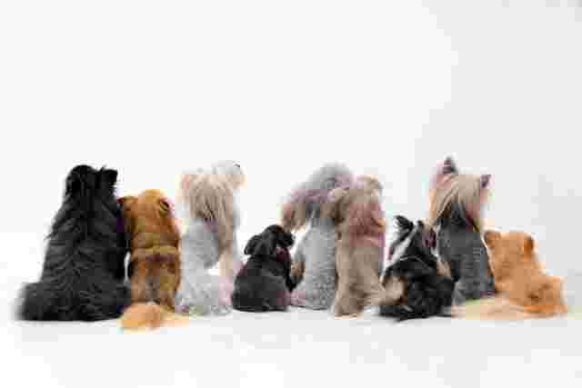 9匹の犬の後ろ姿