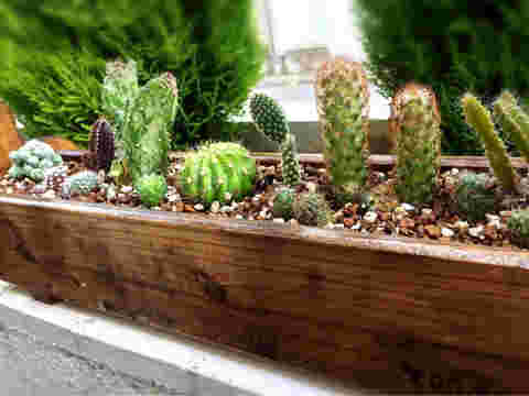サボテンの寄せ植え