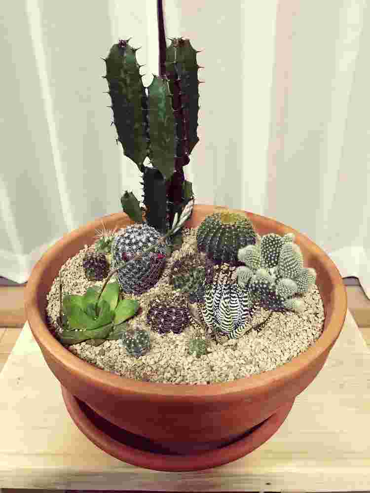 サボテンの寄せ植え