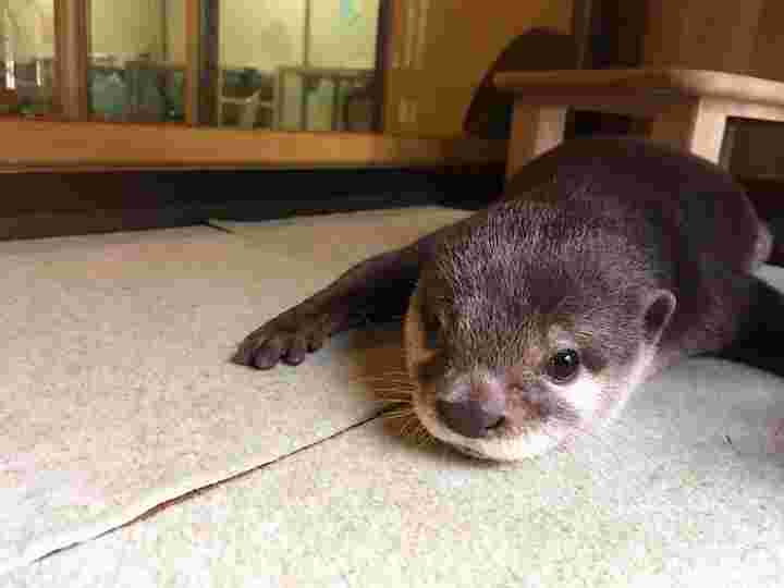 カワウソ