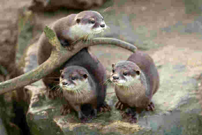 カワウソ