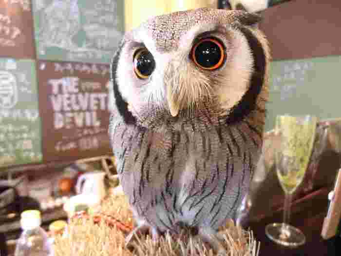 フクロウカフェのフクロウ