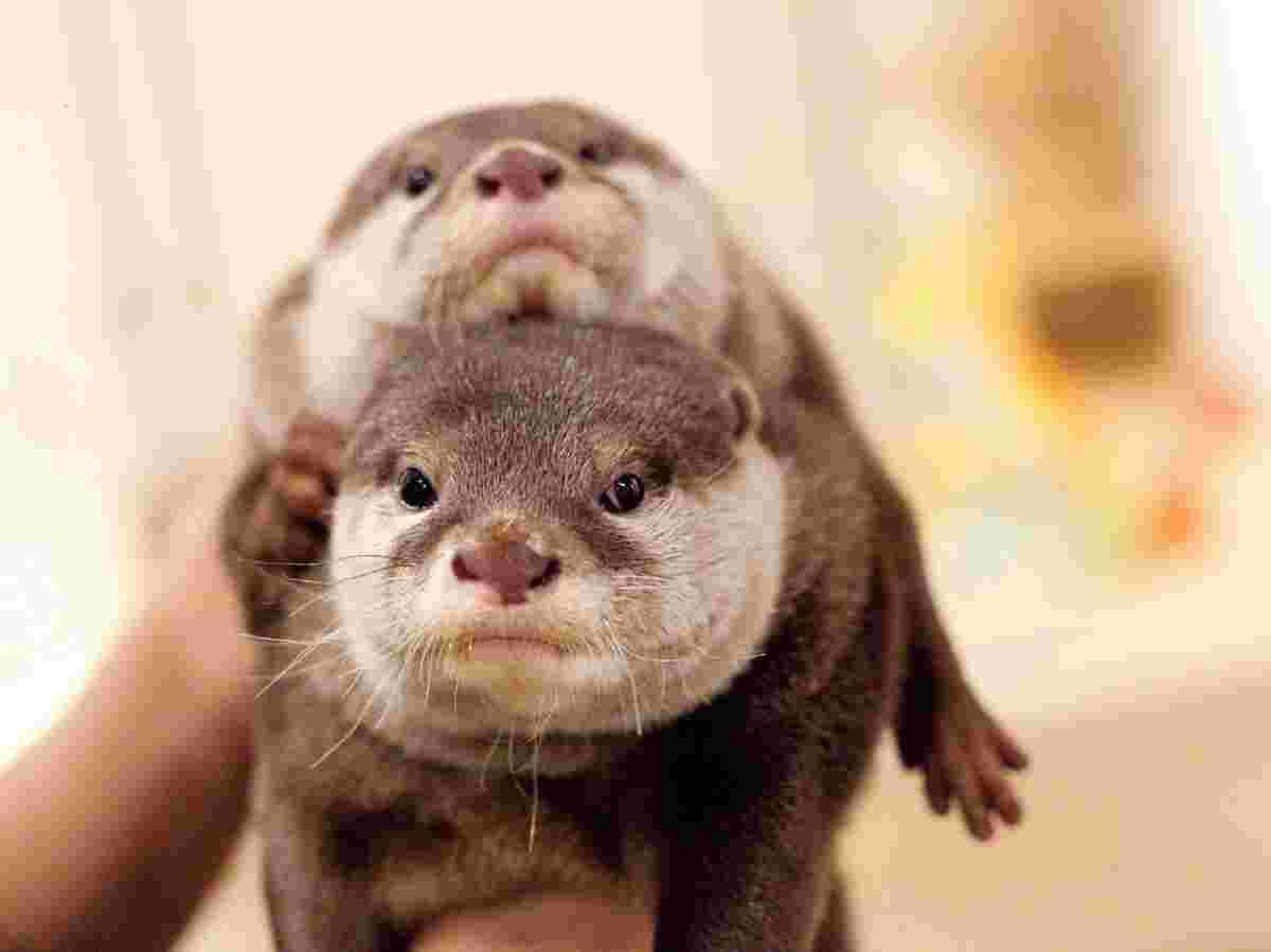 ルートルのカワウソ