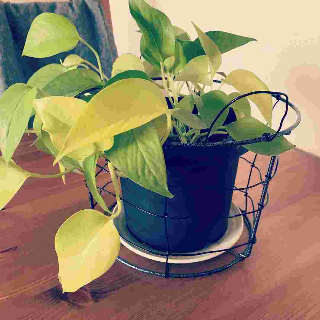 鉢植えと可愛い小皿