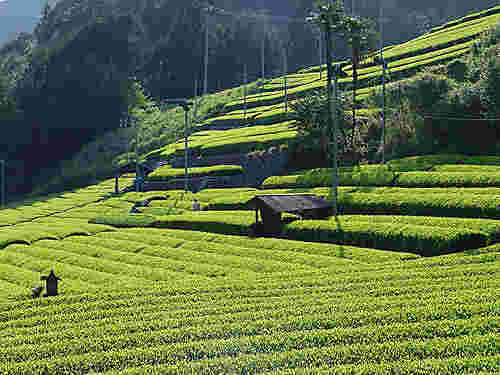 台湾の茶畑