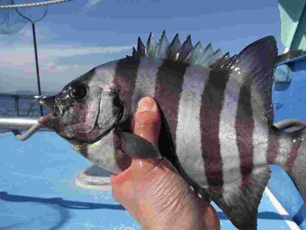釣り上げられたイシダイ