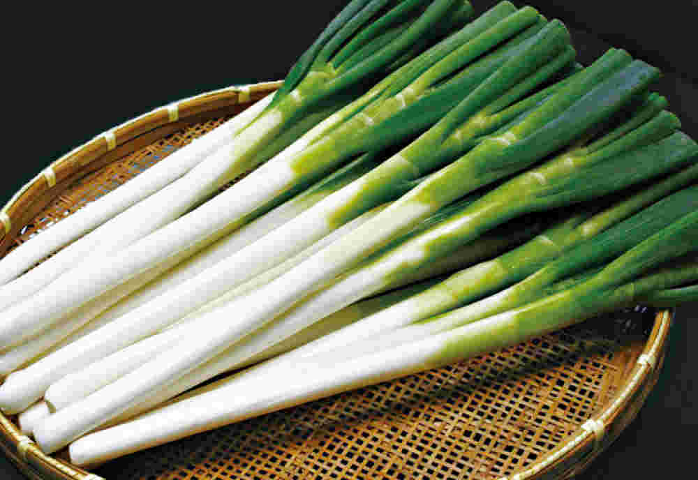 美味しそうなネギがザルに乗っている様子