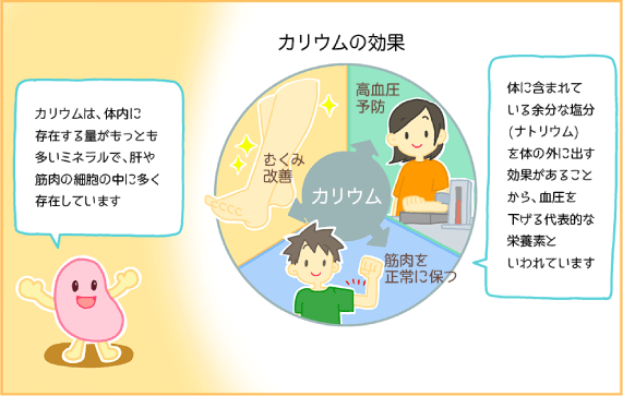 カリウムの役割を表したイラスト
