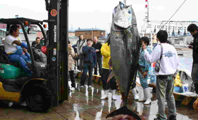 大間マグロの市場の競り