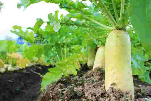 畑に植わっている大根