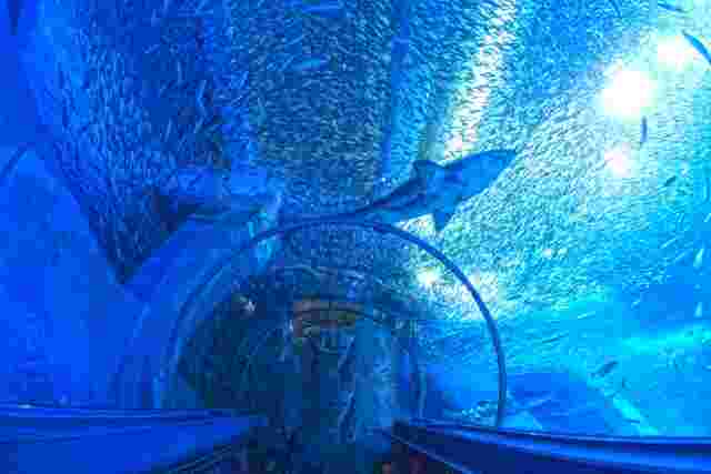 八景島シーパラダイスの水族館