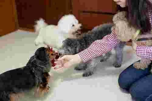 犬と触れ合う女性