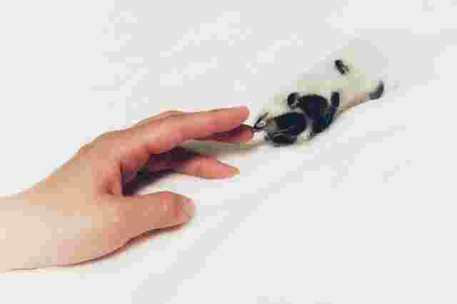 人と犬の手