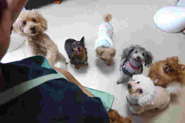 いぬのじかんの犬達