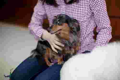 いぬのじかんで犬を抱っこしている様子